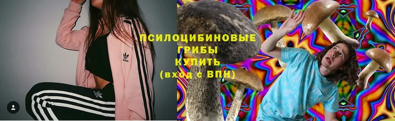 Галлюциногенные грибы Psilocybe  Вичуга 